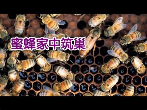 蜜蜂在家築巢 風水|【蜜蜂到家裡築巢】蜜蜂到家裡築巢：徵兆、吉凶禍福。